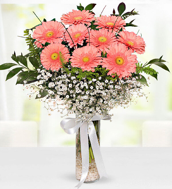 Gerbera Arajmanı